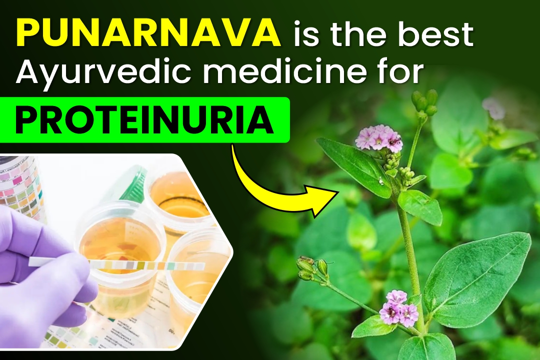 Punarnava is the Best Ayurvedic Medicine for Proteinuria